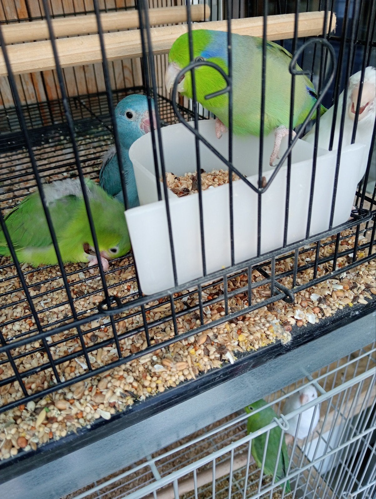 Baby forpus, Dieren en Toebehoren, Vogels | Parkieten en Papegaaien, Vrouwelijk, Dwergpapegaai of Agapornis