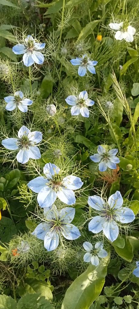Nigella sativa - Zwarte komijn zaden, Ophalen of Verzenden, Voorjaar, Volle zon, Zaad