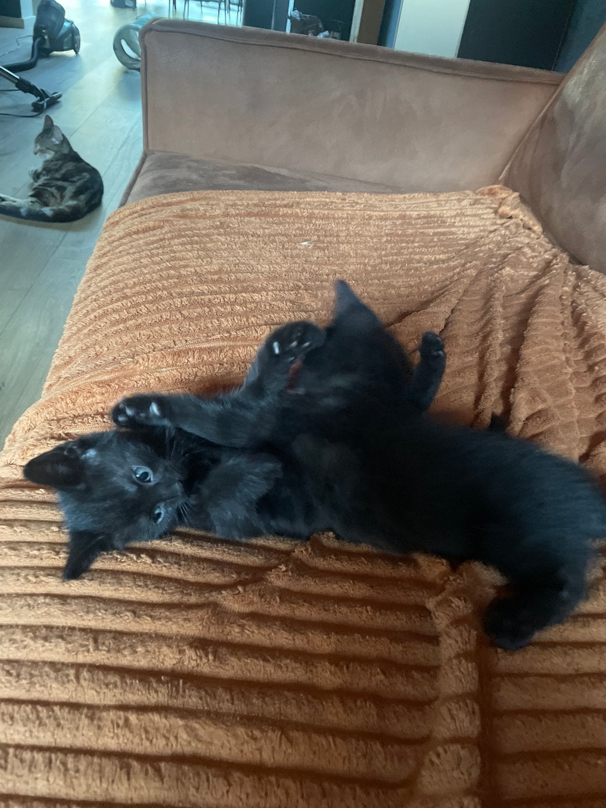 Kittens 5-5-2026, Meerdere dieren