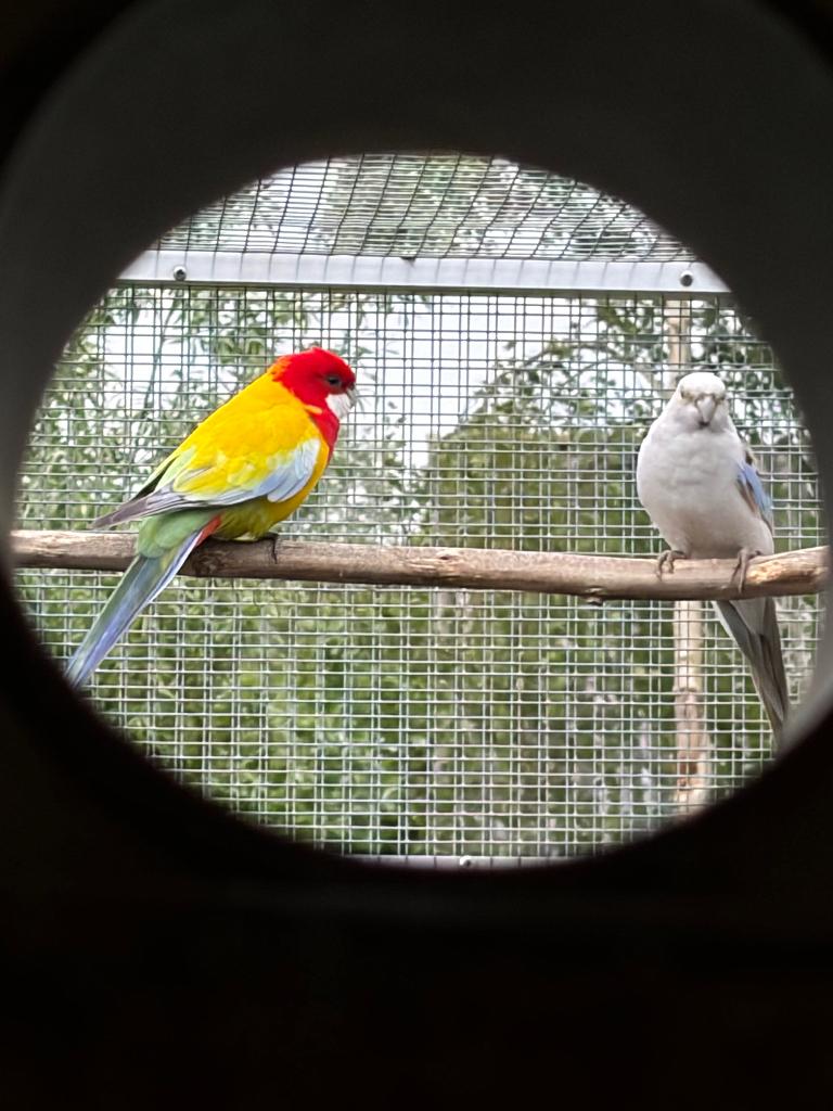 Koppel rosella's golden x opaline blauw, Meerdere dieren, Parkiet, Geringd