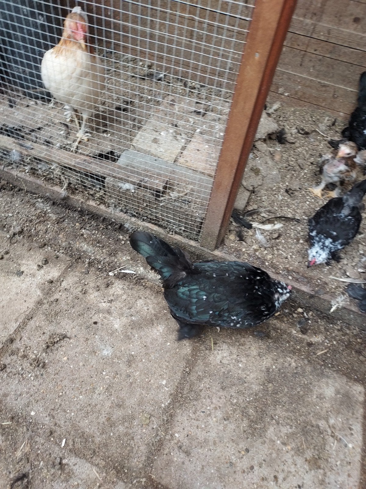 Lieve kuikens, tam, baardkrielen. Super leuk voor kinderen, Dieren en Toebehoren, Meerdere dieren, Kip