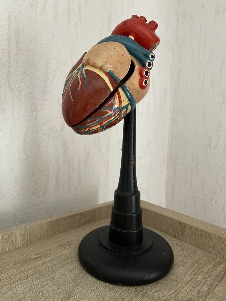 Prachtig anatomisch model hart in perfecte staat cardiologie, Ophalen of Verzenden