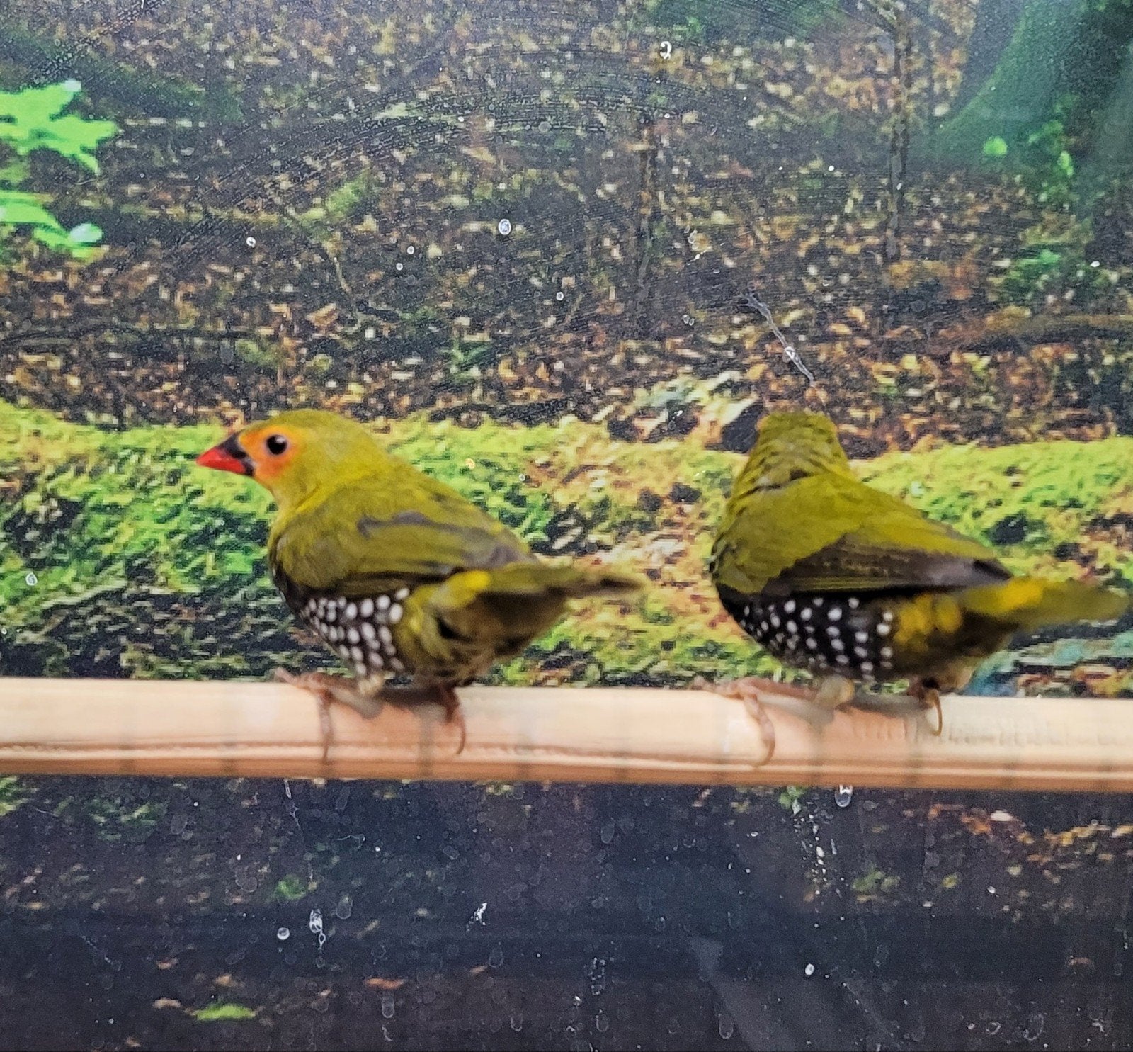 Groene druppelastrilde koppels., Dieren en Toebehoren