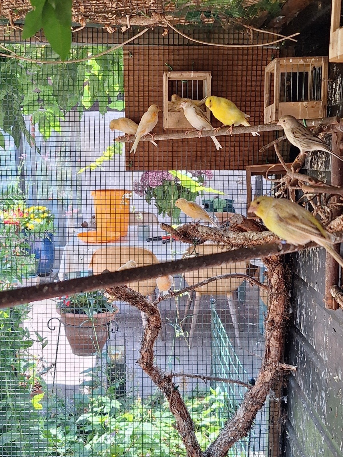 koppel kanaries, Dieren en Toebehoren, Vogels | Kanaries, Meerdere dieren, Kleurkanarie