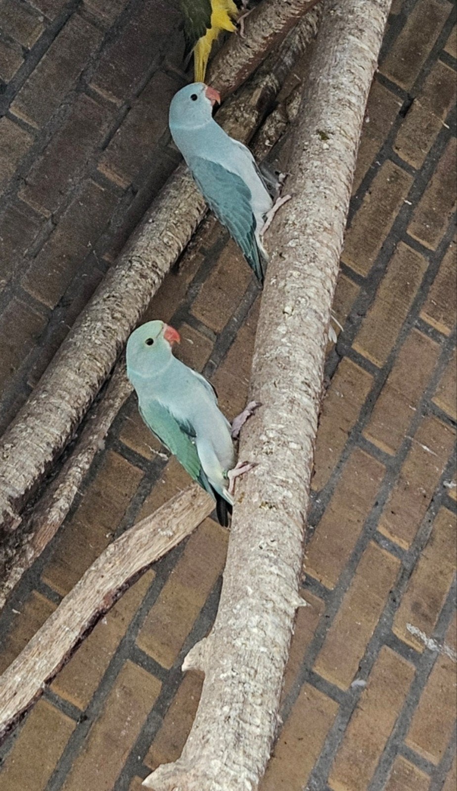 Jonge halsbandparkieten, Dieren en Toebehoren, Vogels | Parkieten en Papegaaien, Geslacht onbekend, Parkiet, Tam