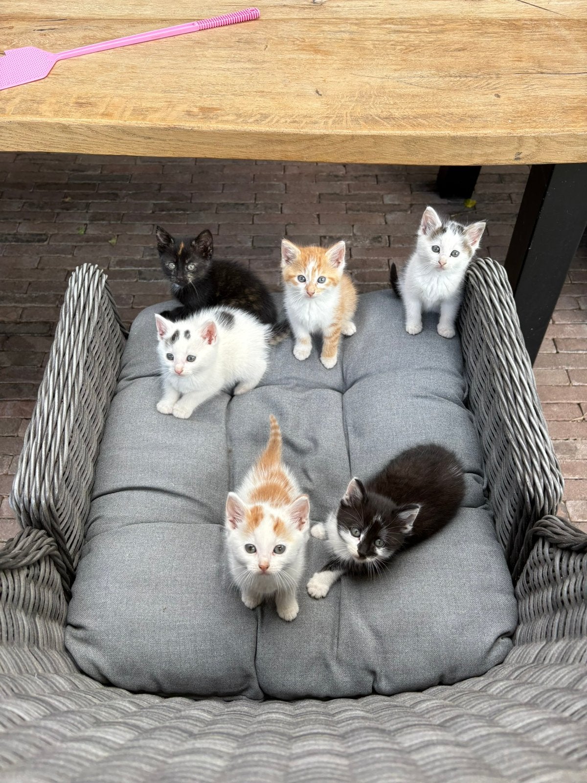 Super lieve aanhankelijke kittens te koop, Dieren en Toebehoren, Katten en Kittens | Overige Katten, Meerdere dieren
