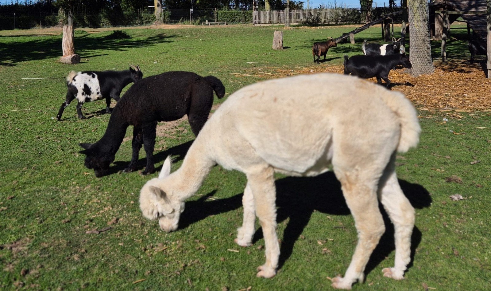 Alpacas ter herplaatsing