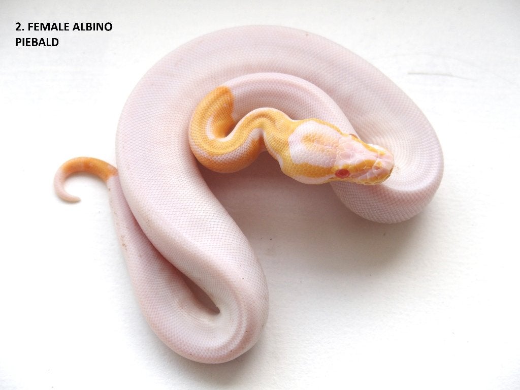 Koningspythons nakweek 2026 Ball Python photo 2