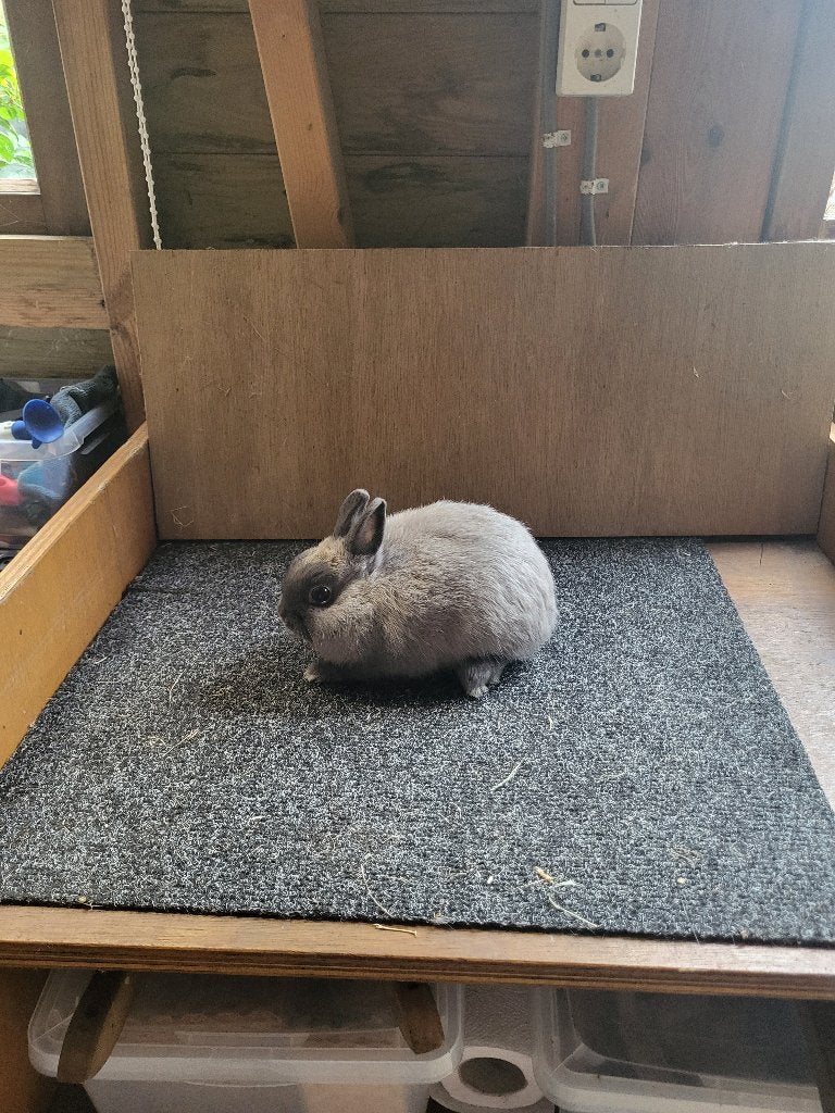 dwergkonijn, Dieren en Toebehoren, Mannelijk, Dwerg, 0 tot 2 jaar