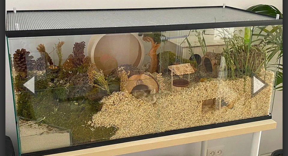 Hamster Terrarium/kooi gezocht, Mannelijk