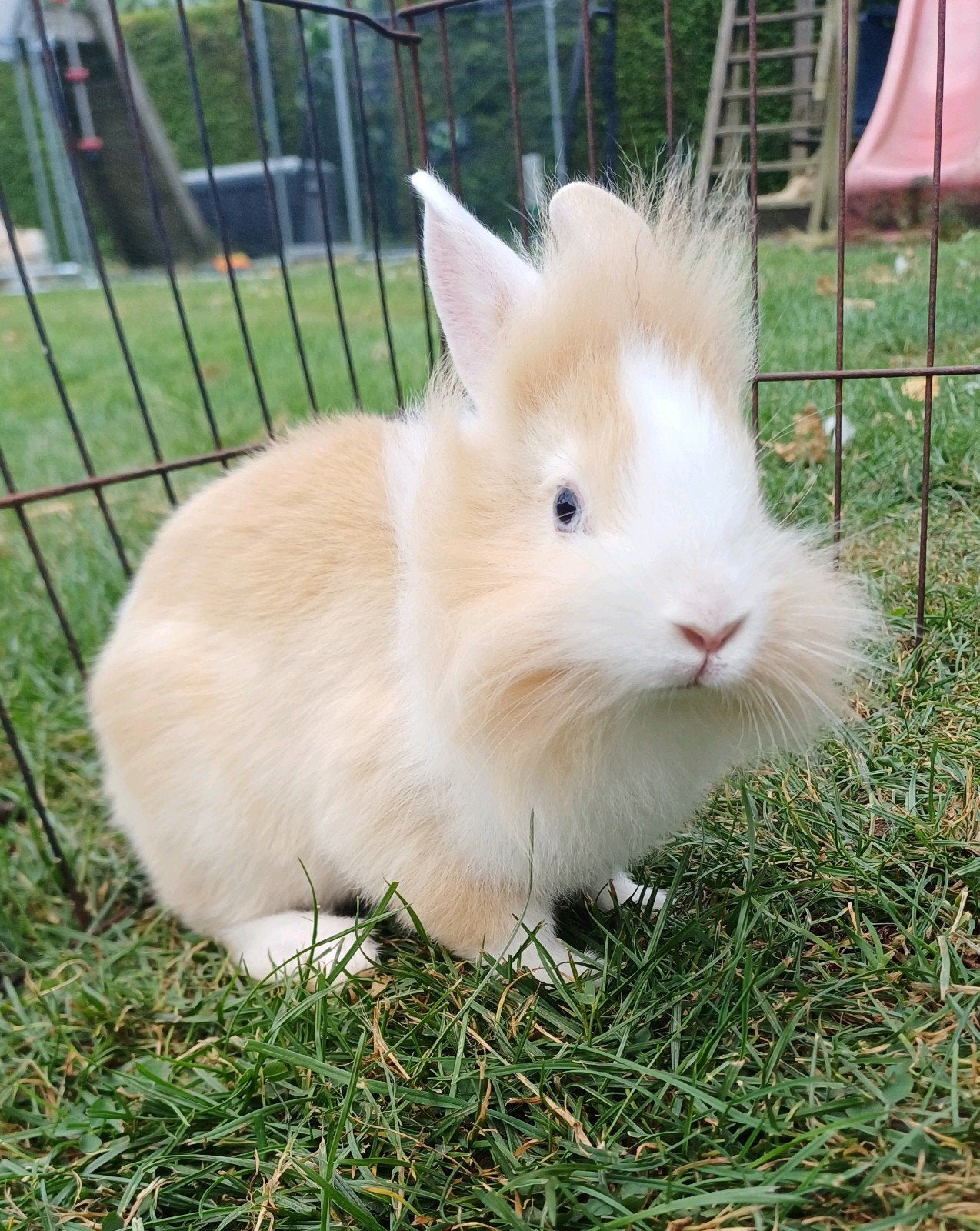 Jonge, lieve dwerg konijntjes, Dieren en Toebehoren, Konijnen, Meerdere dieren, Dwerg