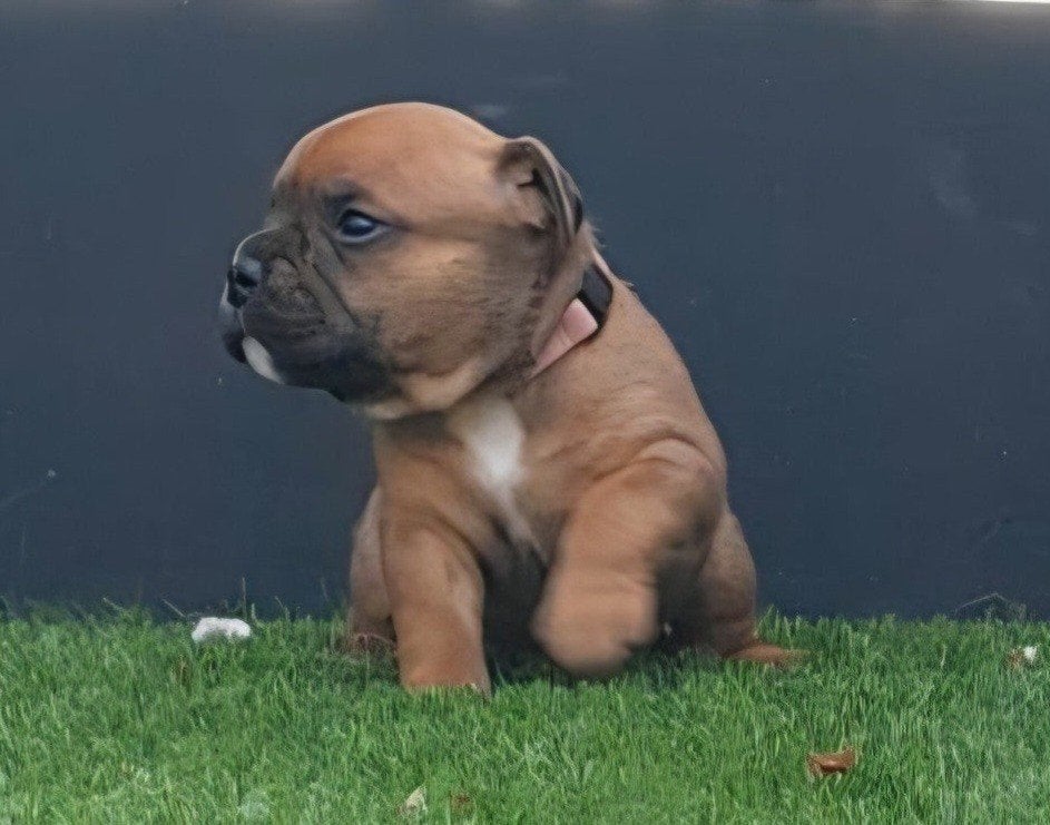 Prachtige pups te koop, Overige rassen, 8 tot 15 weken, Meerdere, Meerdere dieren