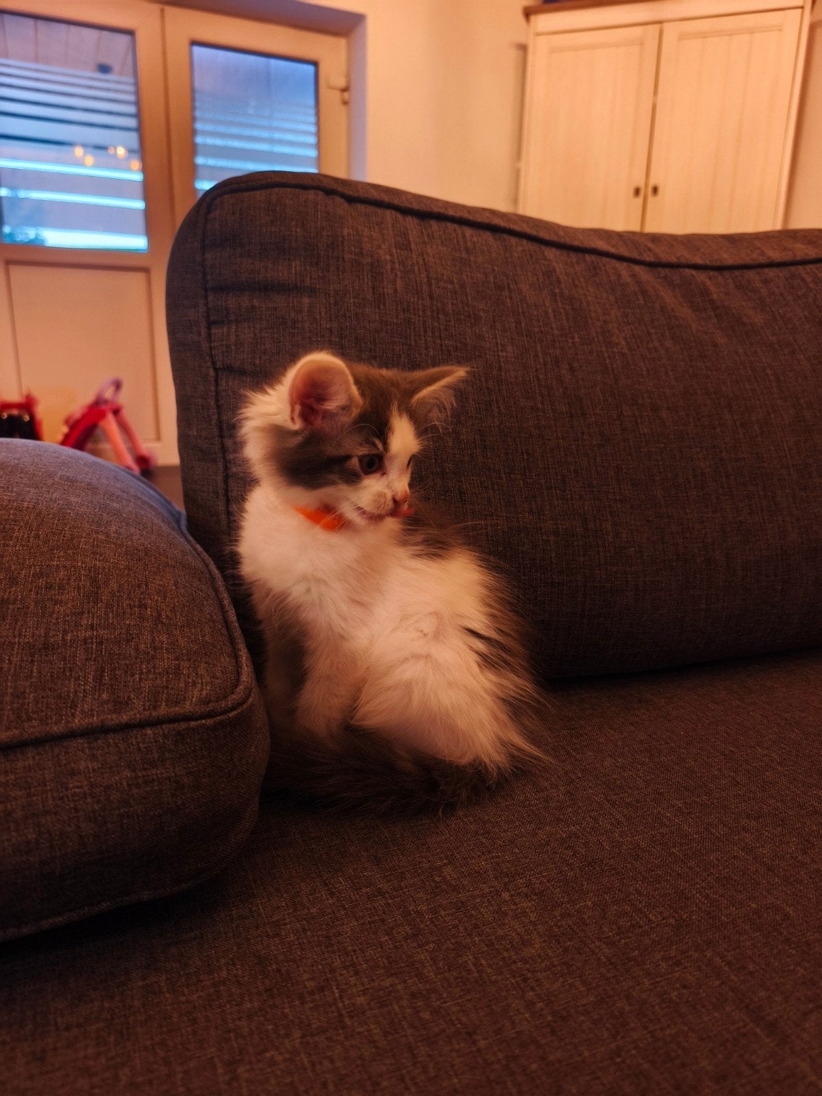 4 Maine Coon kittens, Meerdere dieren, Gechipt, 0 tot 2 jaar