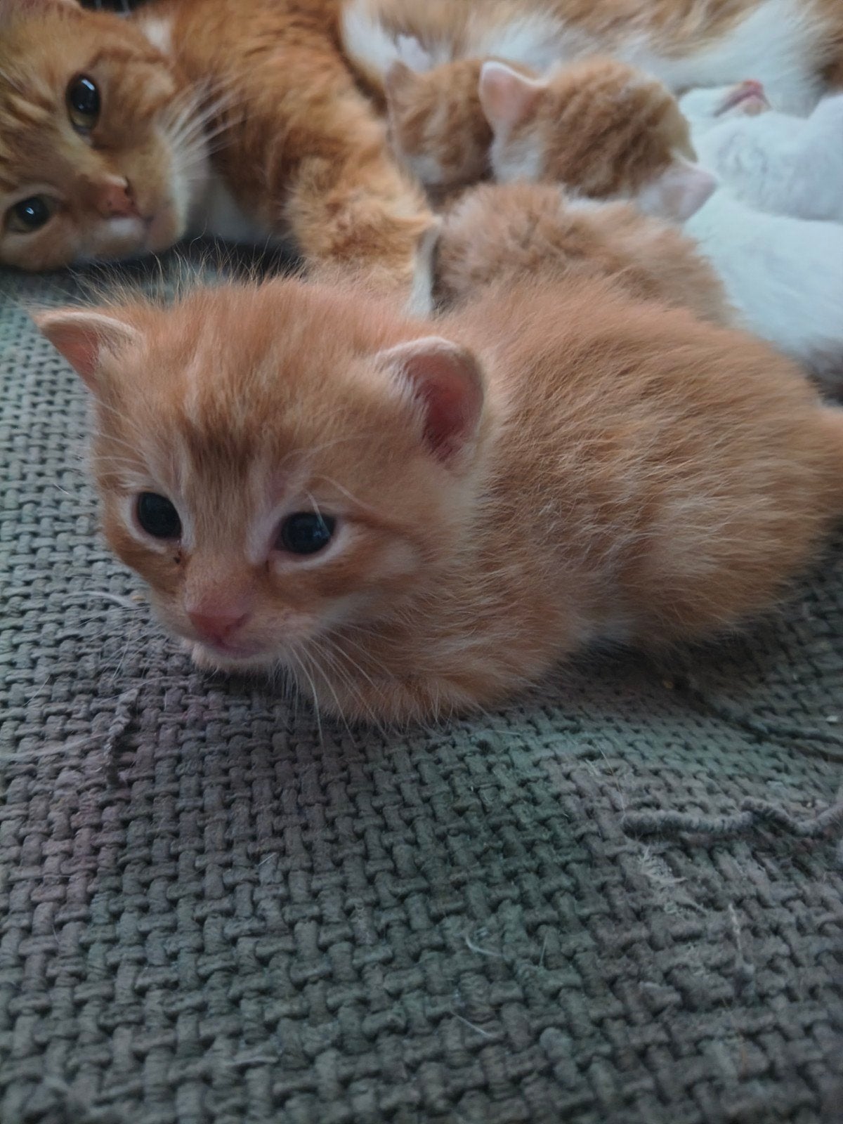 Rode kitten, Dieren en Toebehoren, Meerdere dieren