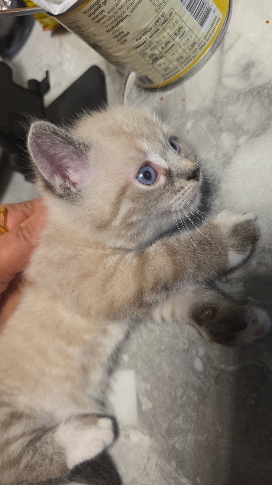 Mooie British Shorthair kitten – 6 weken oud, Poes, Ontwormd