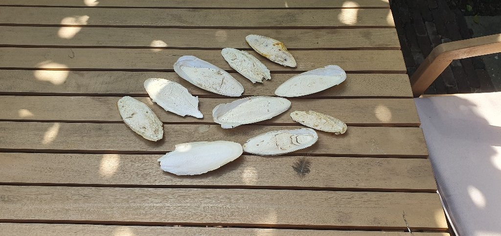 Sepia, Ophalen, Nieuw, Kooi-accessoires