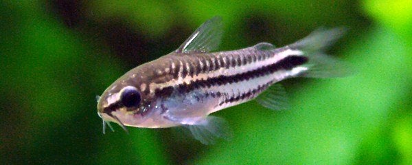 Corydora pygmaeus - Koidream Valburg, Dieren en Toebehoren, Vissen | Aquariumvissen, Vis, Zoetwatervis