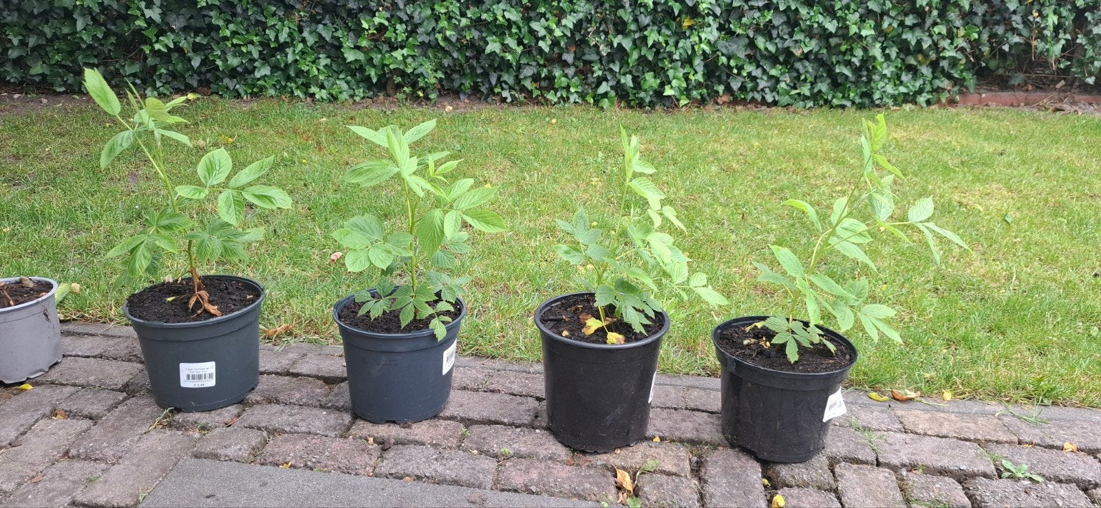 Frambozen stekjes -, Volle zon, Vaste plant, Ophalen of Verzenden, Zomer