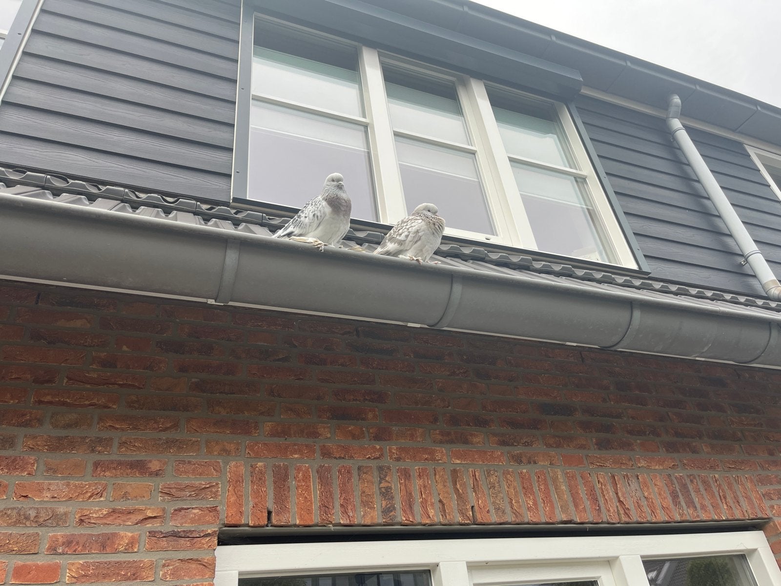 Takla, Dieren en Toebehoren, Meerdere dieren, Tuimelaar of Roller