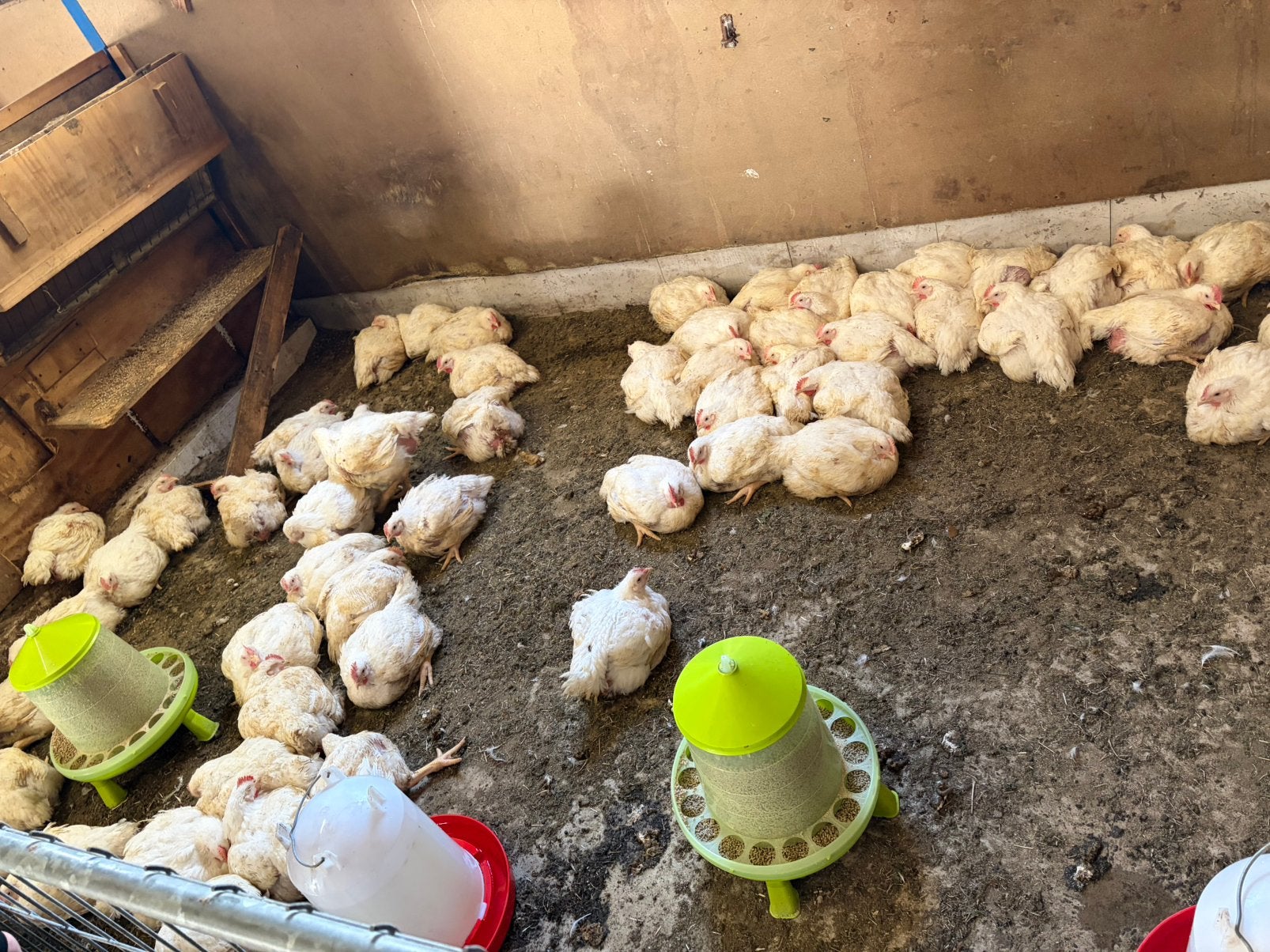 Vleeskippen klaar ca 3kg nu, Dieren en Toebehoren, Meerdere dieren, Kip