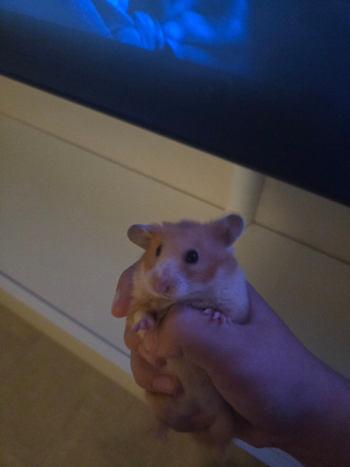 lieve handtamme goudhamster, Dieren en Toebehoren, Mei, Vrouwelijk, Hamster