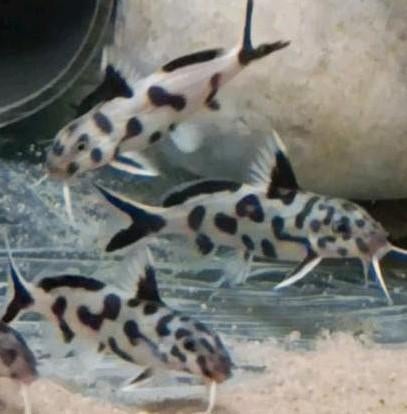 Synodontis Polli White Zambia Tanganyika Cichliden, Dieren en Toebehoren