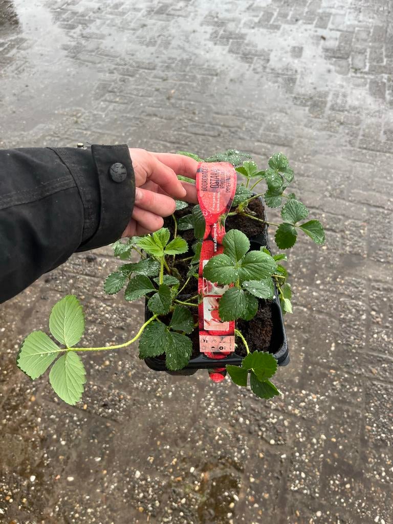 Aardbeien Ostara - Doordragende Aardbeiplanten, Ophalen, Volle zon, Vaste plant, Zomer