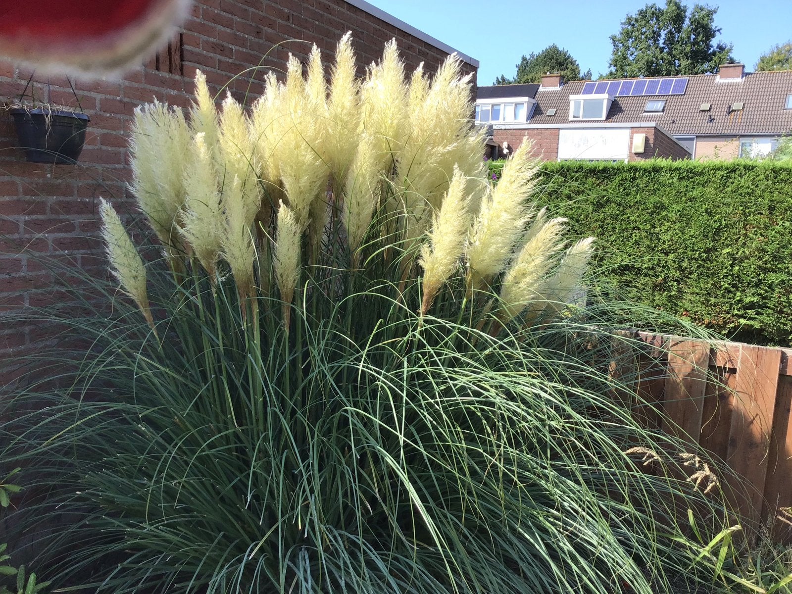 Pampas gras pluimen - per stuk, Tuin en Terras, Planten | Tuinplanten, Ophalen, Volle zon, Vaste plant, Siergrassen