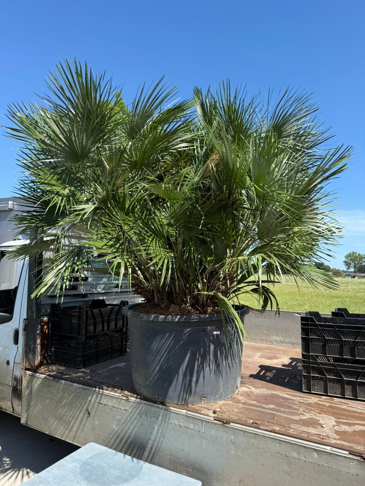 Palm mega kuip chamarops vol stek supermooi 595,-, Tuin en Terras, Planten | Bomen, 100 tot 250 cm, Zomer, Palmboom, Ophalen