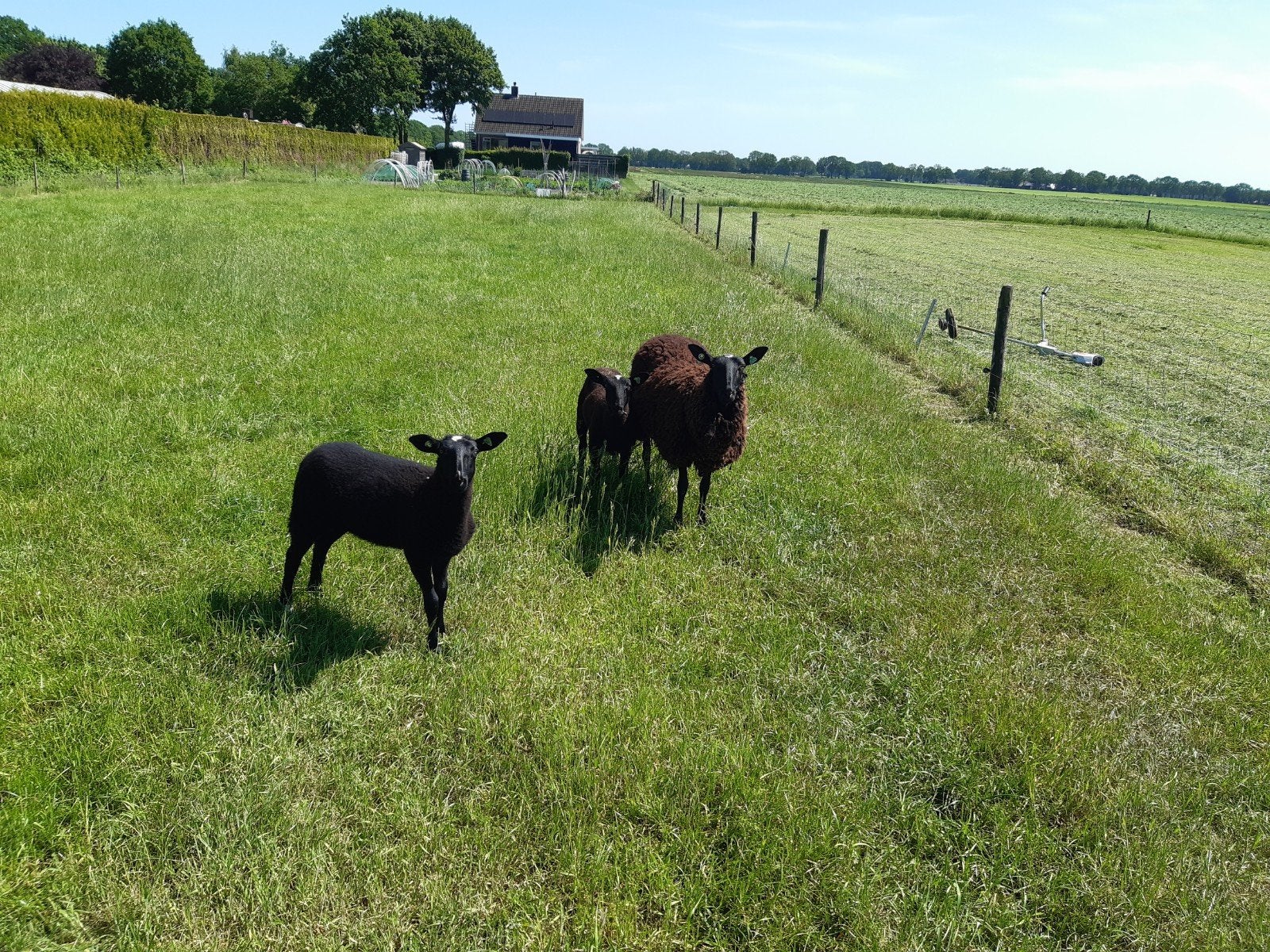 Te koop zwartbles schaap met een ooi en ram lam, Dieren en Toebehoren, Meerdere dieren, Schaap