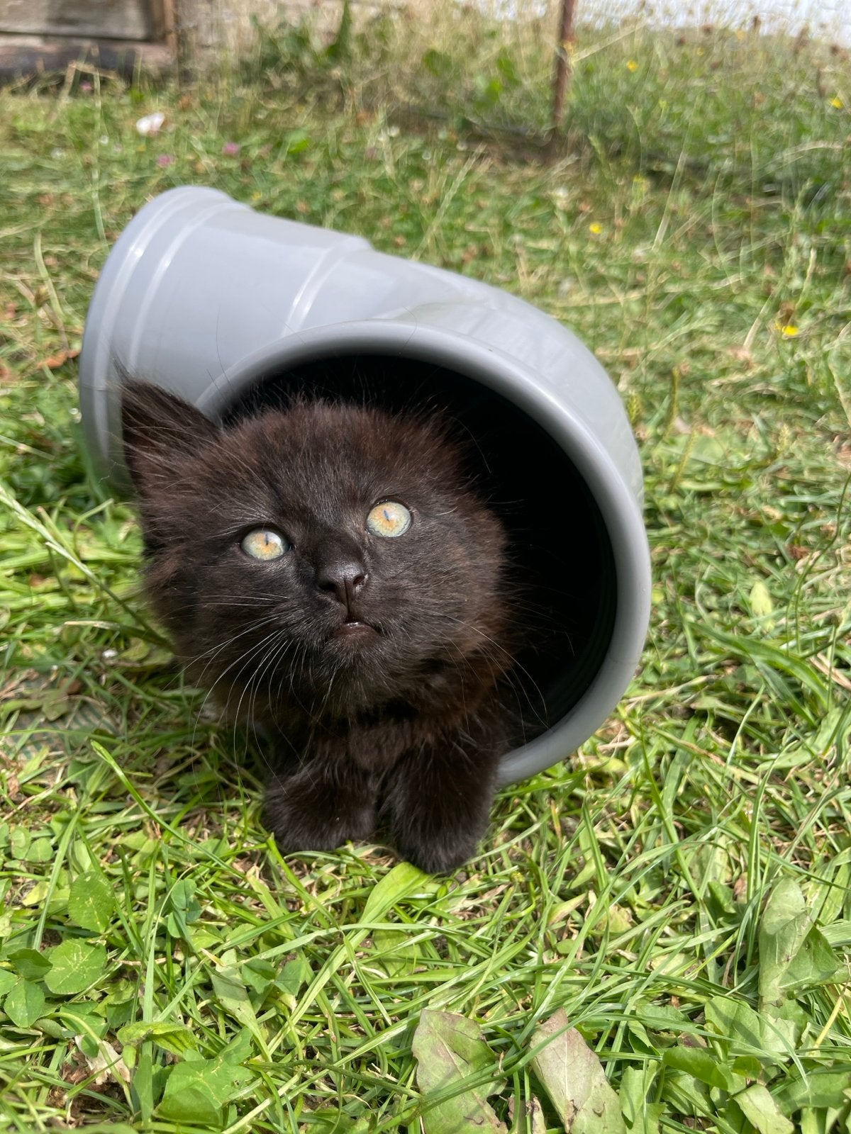 Lieve boerderij kittens te koop, Dieren en Toebehoren, Meerdere dieren