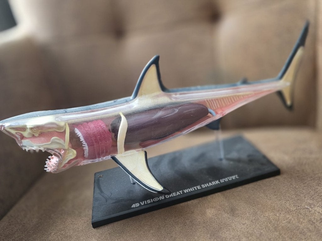 4D Vision Witte Haai Anatomie Model (Compleet met Stand), Ophalen of Verzenden, Zo goed als nieuw