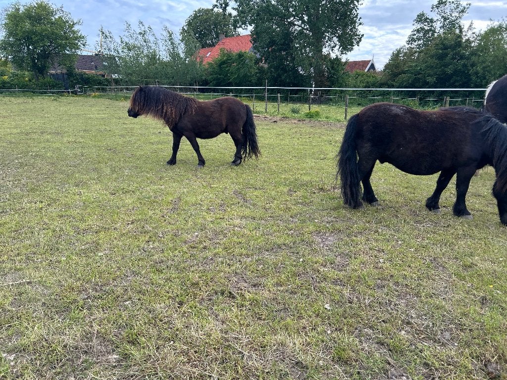 Shetlander ruin, Dieren en Toebehoren, Pony's, Met stamboom, Ruin, A pony (tot 1.17m), 3 tot 6 jaar