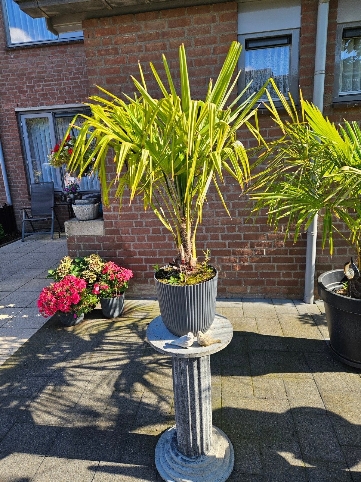 Mooie palmboom in pot, Tuin en Terras, Overige soorten, Volle zon, Vaste plant, Ophalen of Verzenden