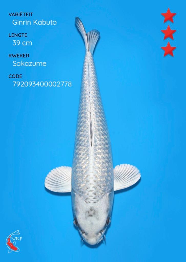 Koi ginrin kabuto 39 cm., Dieren en Toebehoren, Vissen | Vijvervissen, Karper of Koi