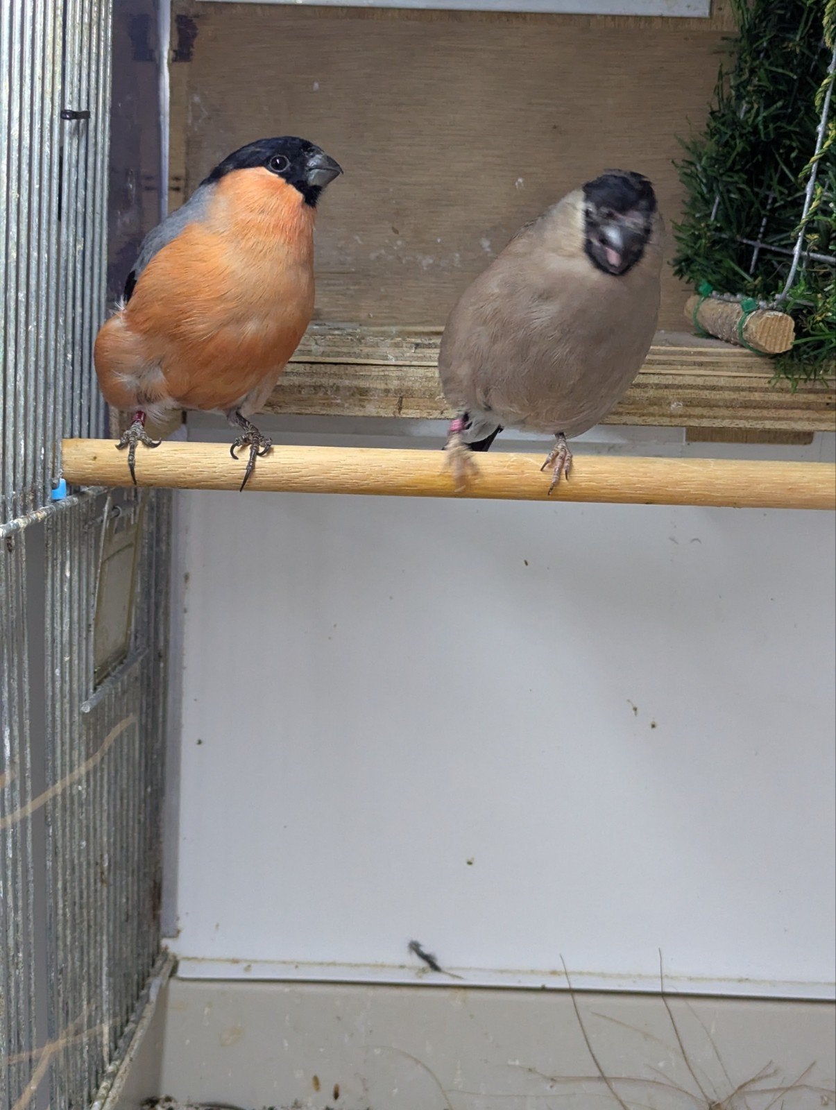 Goudvinken koppel, Dieren en Toebehoren, Vogels | Overige Vogels, Meerdere dieren, Wildzangvogel, Geringd