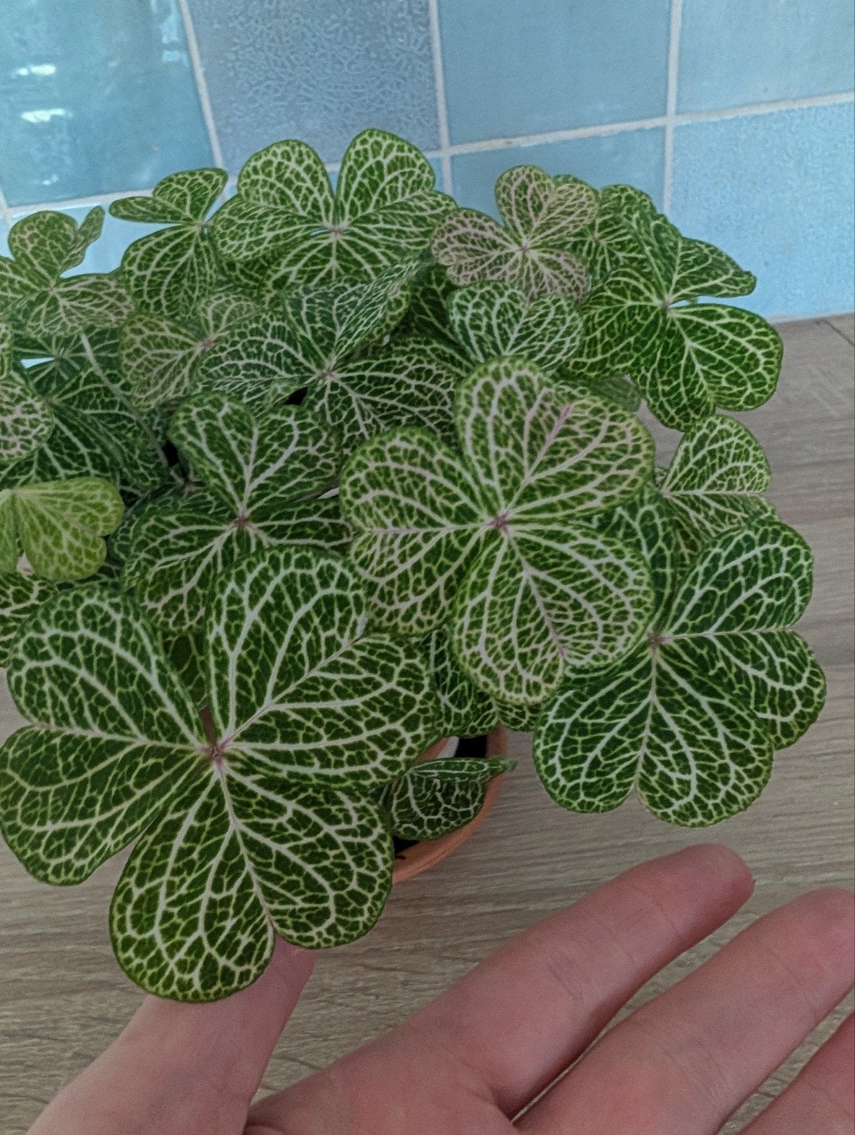 oxalis corymbosa aureo-reticulata €1 per knolletje, Verzenden, Halfschaduw, Minder dan 100 cm