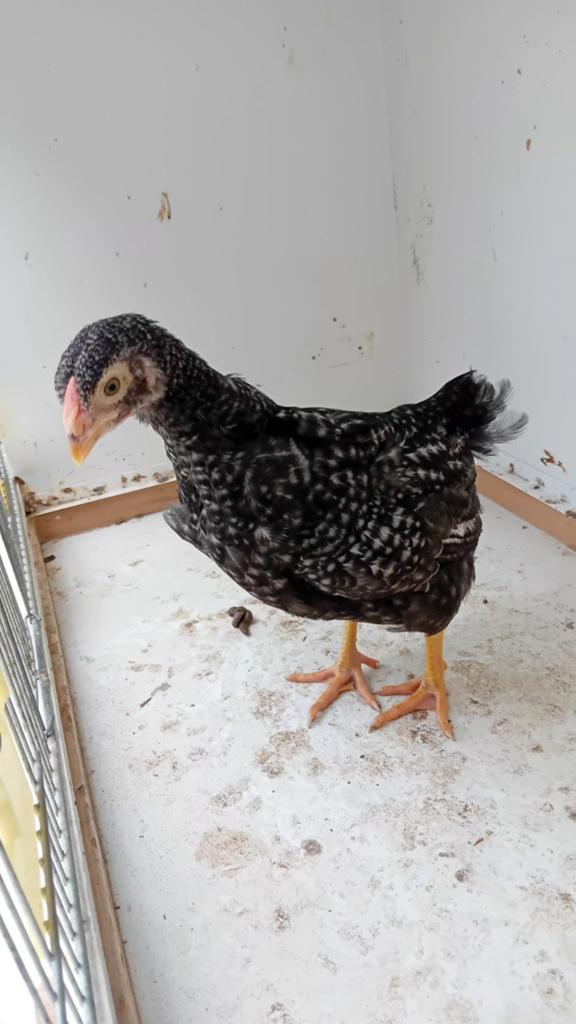 Kuiken van grote kip, Dieren en Toebehoren, Pluimvee, Geslacht onbekend, Kip