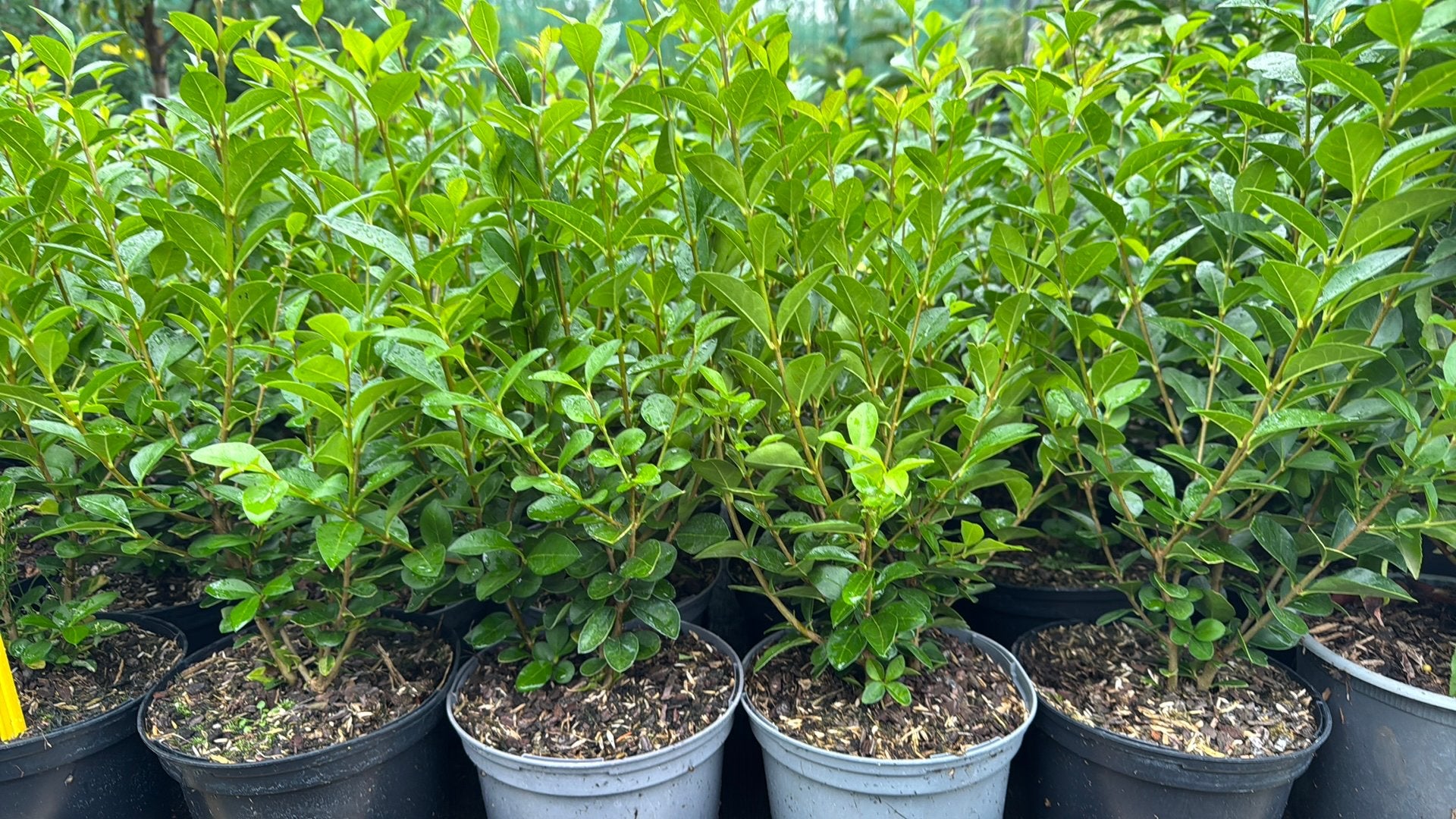 3 soorten liguster in 17 cm pot , volle struiken. 11e Gratis, Tuin en Terras, Ophalen, Vaste plant