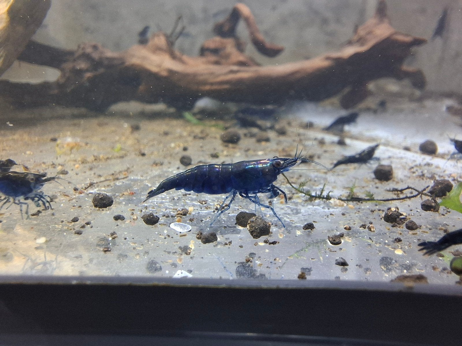Blue Sapphire garnalen neo caridina high grade, Dieren en Toebehoren, Kreeft, Krab of Garnaal