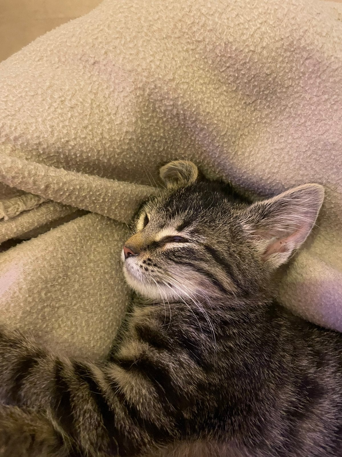Kitten poes, Dieren en Toebehoren, Poes, Gechipt