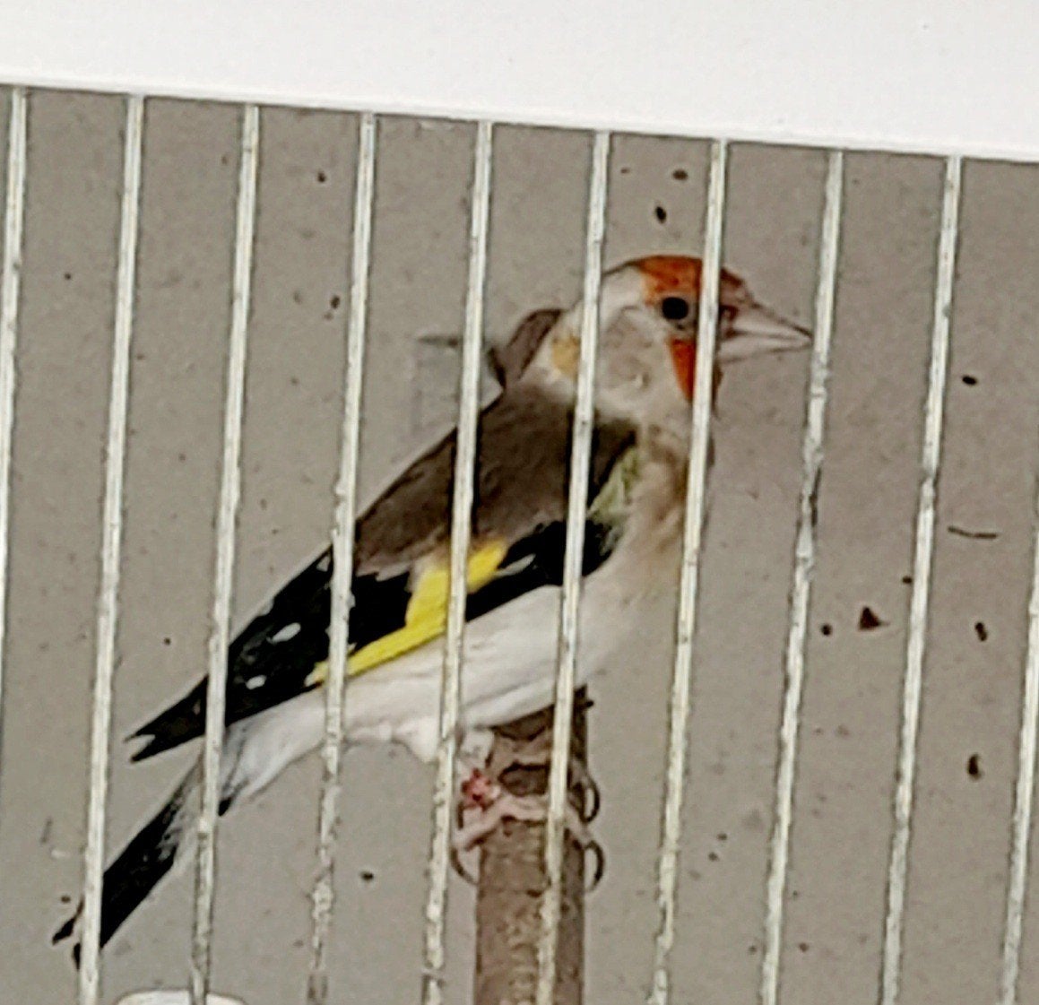 Zeer mooie major putter xxl pop broedrijp, Vrouwelijk, Wildzangvogel