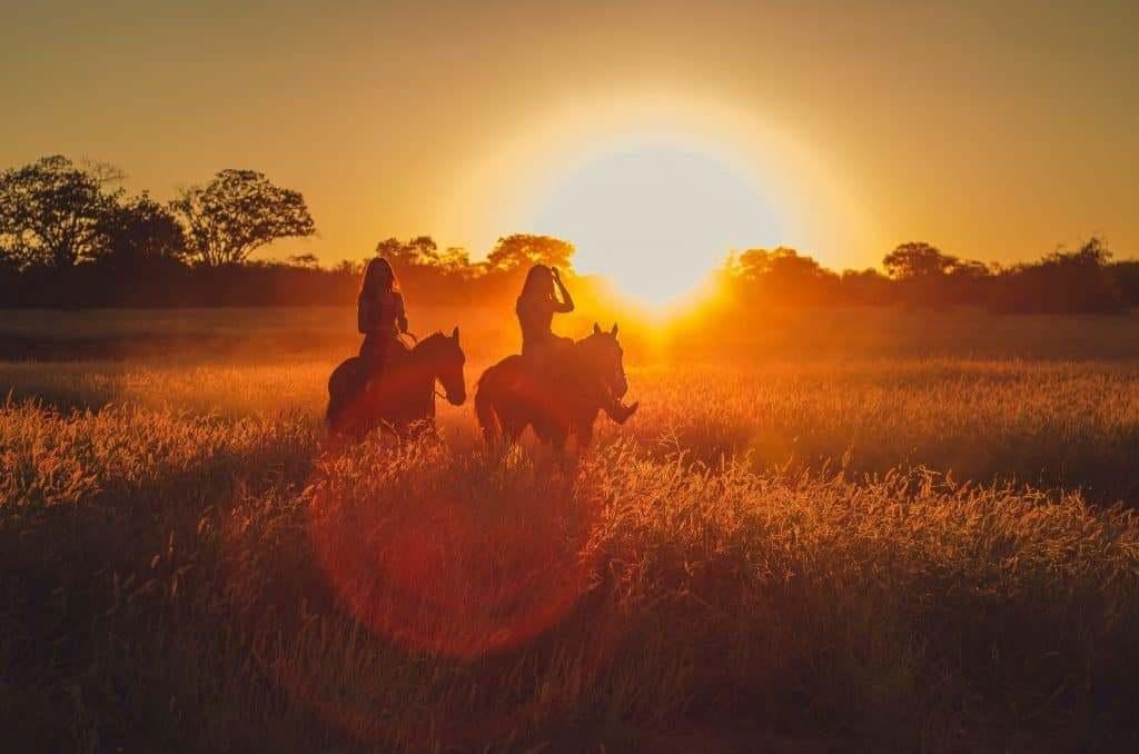 Paard meenemen naar Drenthe- Vakantie stalling, Dieren en Toebehoren, Stalling en Weidegang, Weidegang