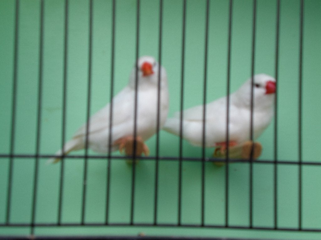 div, zebravinken, Dieren en Toebehoren, Meerdere dieren, Tropenvogel