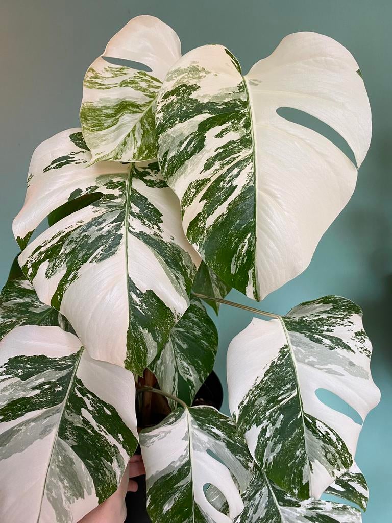 Topkwaliteit, superwitte Monstera Albo Variegata stekken, Huis en Inrichting, Kamerplanten, Ophalen of Verzenden