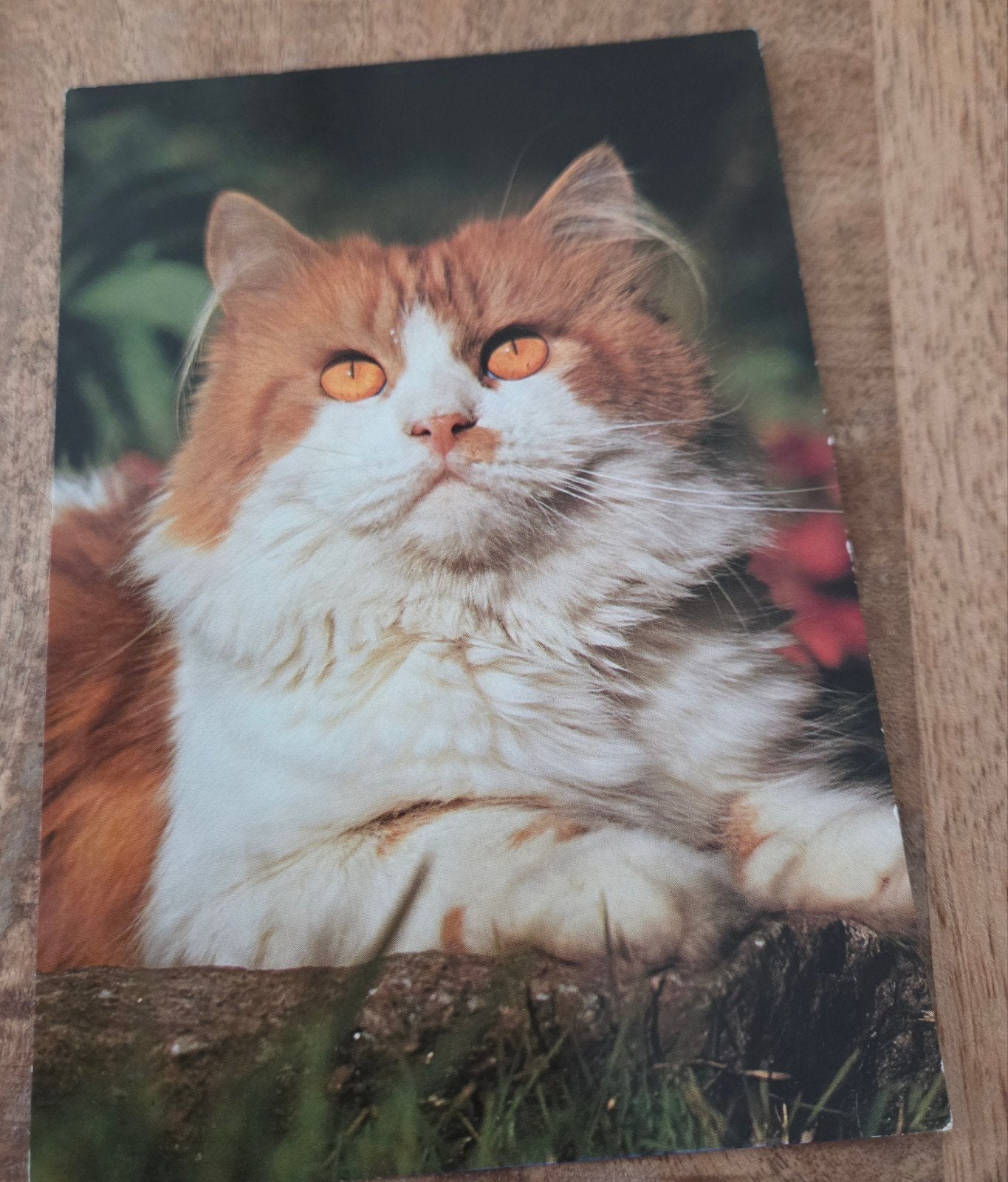 Tweekleurige Pers (Bicolor) kat, Verzenden, 1980 tot heden, Ongelopen, Hond of Kat