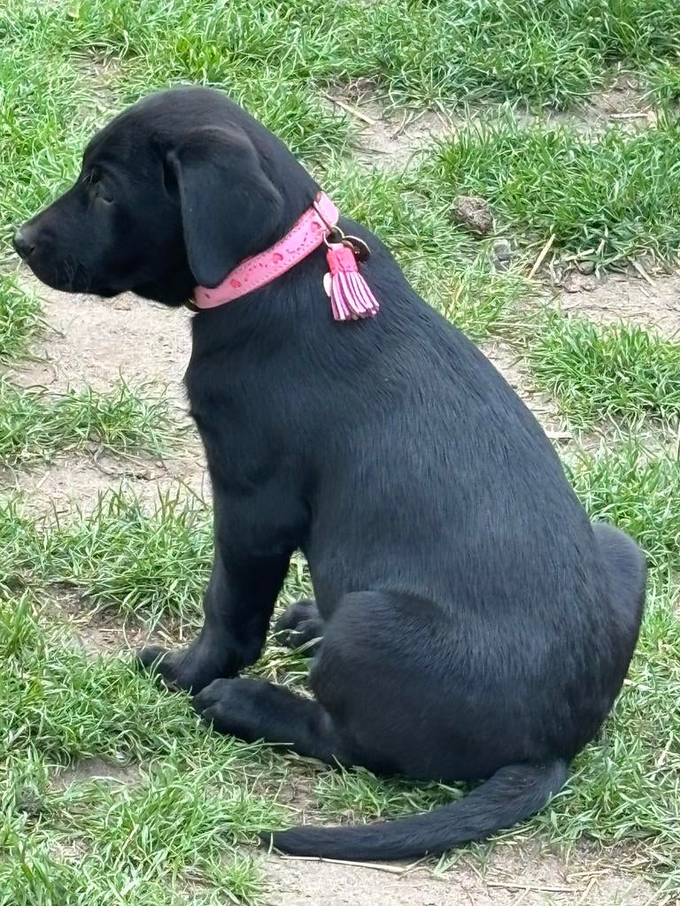 Labrador pup teefje, zwart met stamboom ( wegens annulering), Dieren en Toebehoren, 8 tot 15 weken, Teef, Labrador retriever, Parvo