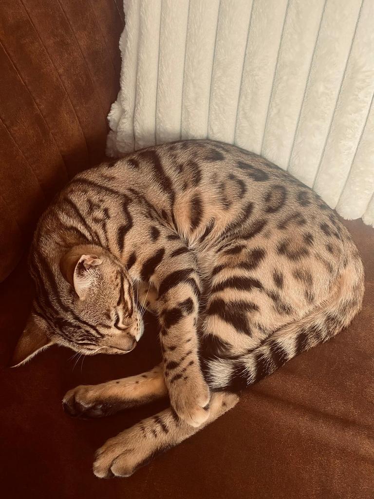 Bengaalse kat! Vinder krijgt groot geldbedrag!, Dieren en Toebehoren, Katten en Kittens | Raskatten | Korthaar, Kater, 0 tot 2 jaar