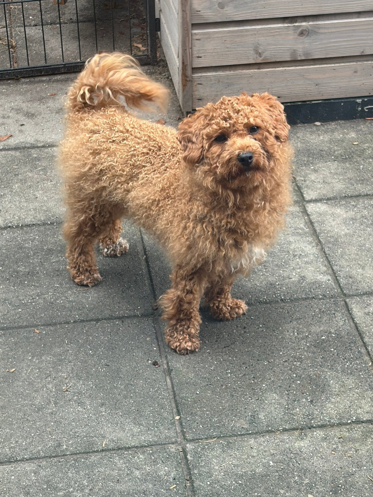 Toypoedel, Poedel, Parvo, 1 tot 2 jaar, Teef