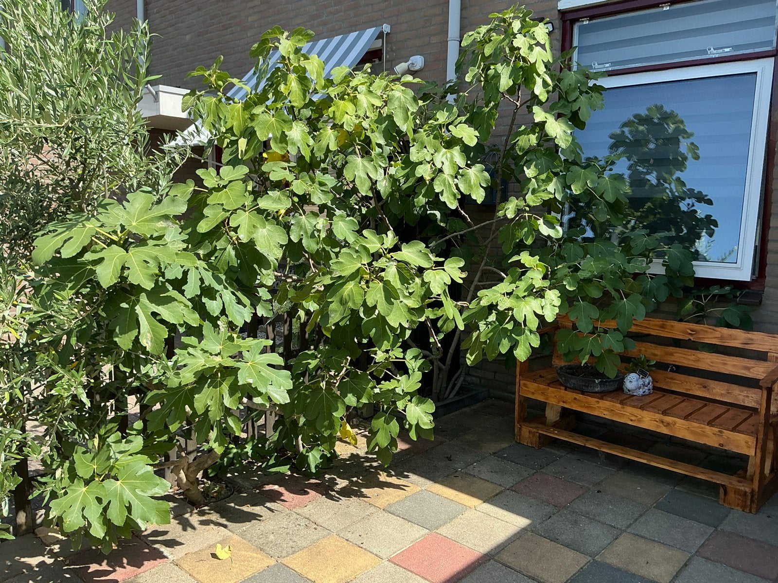 Grote vijgenplant, Ophalen, Volle zon, Vaste plant, Zomer